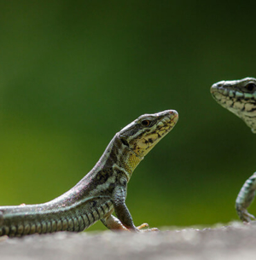 Film gibi takip! Bu balın kilosu 500 TL