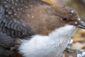 Flamingolar Bitlis’teki Arin Gölü’nü renklendirdi