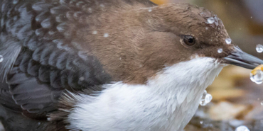 Flamingolar Bitlis’teki Arin Gölü’nü renklendirdi