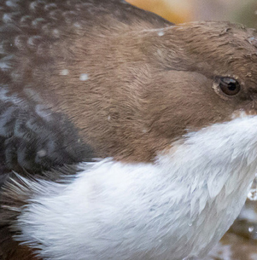 Flamingolar Bitlis’teki Arin Gölü’nü renklendirdi