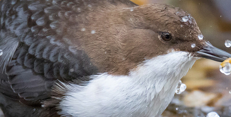 Flamingolar Bitlis’teki Arin Gölü’nü renklendirdi