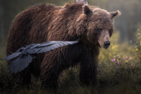 Gölyazı, sonbaharda göçmen kuş misafir ediyor
