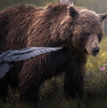 Gölyazı, sonbaharda göçmen kuş misafir ediyor