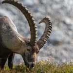 Hakkari’de yaban hayatı böyle görüntülendi