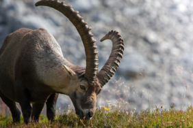 Hakkari’de yaban hayatı böyle görüntülendi
