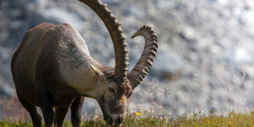 Hakkari’de yaban hayatı böyle görüntülendi