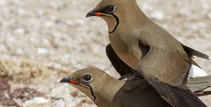 Hayalet böcek görenleri şaşırtıyor…