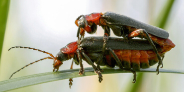 Hayvanların ilginç çiftleşme biçimlerini National Geographic görüntüledi.