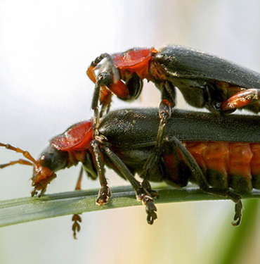 Hayvanların ilginç çiftleşme biçimlerini National Geographic görüntüledi.