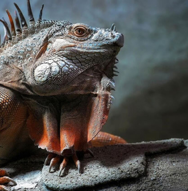 İguanalar ne kadar sürede renk değiştirebilir ? Detaylar burada…