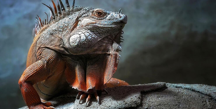 İguanalar ne kadar sürede renk değiştirebilir ? Detaylar burada…