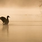 İstanbul Boğazı’nın asıl sahipleri geri döndü