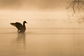 İstanbul Boğazı’nın asıl sahipleri geri döndü