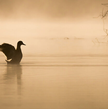 İstanbul Boğazı’nın asıl sahipleri geri döndü