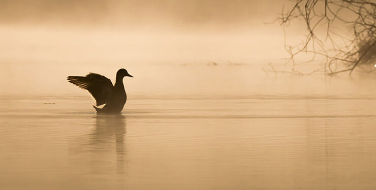 İstanbul Boğazı’nın asıl sahipleri geri döndü