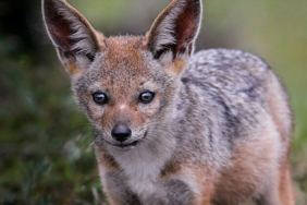 Kelaynakların sayısı giderek artıyor