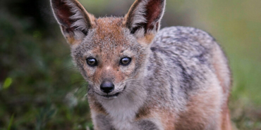 Kelaynakların sayısı giderek artıyor