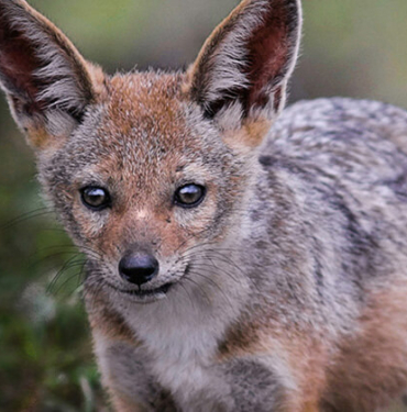 Kelaynakların sayısı giderek artıyor