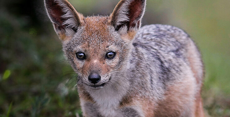 Kelaynakların sayısı giderek artıyor