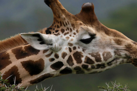 Kocaeli’nde flamingoların dansı