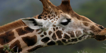 Kocaeli’nde flamingoların dansı