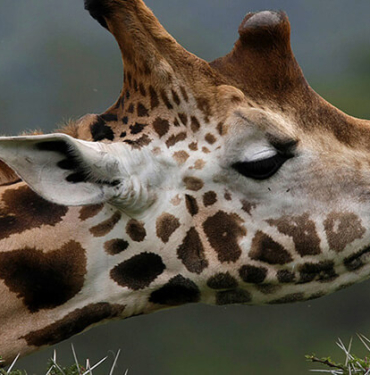 Kocaeli’nde flamingoların dansı