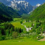 Köpek koyunu uçurumdan attı