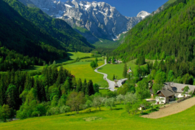 Köpek koyunu uçurumdan attı