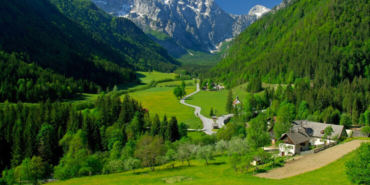 Köpek koyunu uçurumdan attı