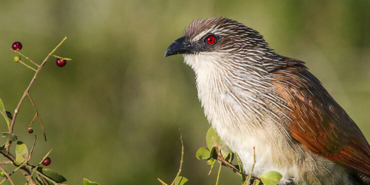 Nesli tehlikede olan vaşak Malatya’da görüntülendi