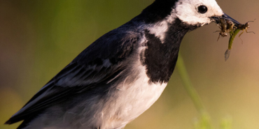 Nesli tükenmekte olan canlı Türkiye’de bulundu
