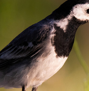 Nesli tükenmekte olan canlı Türkiye’de bulundu