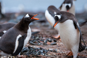 Penguenleri hiç bu kadar komik ve yakından görmemiştiniz