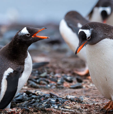 Penguenleri hiç bu kadar komik ve yakından görmemiştiniz