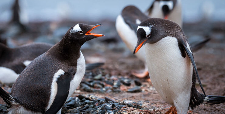 Penguenleri hiç bu kadar komik ve yakından görmemiştiniz