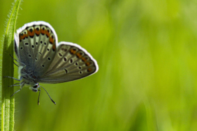Piton-timsah kavgasından inanılmaz görüntüler