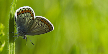 Piton-timsah kavgasından inanılmaz görüntüler