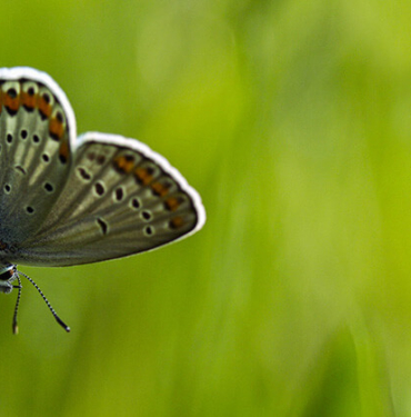Piton-timsah kavgasından inanılmaz görüntüler
