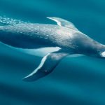 Şenol Güneş: Arda Turan Milli Takım formasını giyebilir