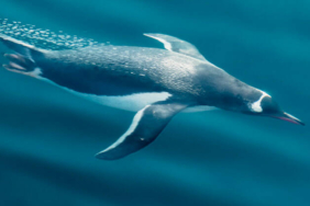 Şenol Güneş: Arda Turan Milli Takım formasını giyebilir