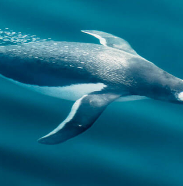 Şenol Güneş: Arda Turan Milli Takım formasını giyebilir