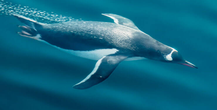 Şenol Güneş: Arda Turan Milli Takım formasını giyebilir