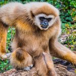 Sokağa çıkma yasaklarından sonra köpek satışları arttı