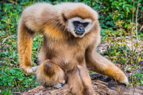 Sokağa çıkma yasaklarından sonra köpek satışları arttı