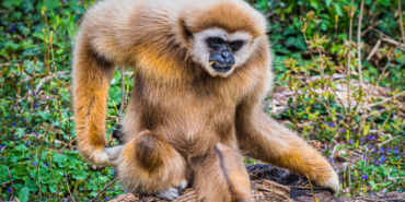 Sokağa çıkma yasaklarından sonra köpek satışları arttı