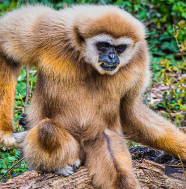 Sokağa çıkma yasaklarından sonra köpek satışları arttı