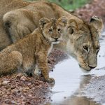 Tunceli’de, zehirli ‘Wagner kaya engereği’ bulundu!