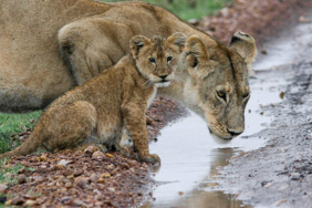 Tunceli’de, zehirli ‘Wagner kaya engereği’ bulundu!