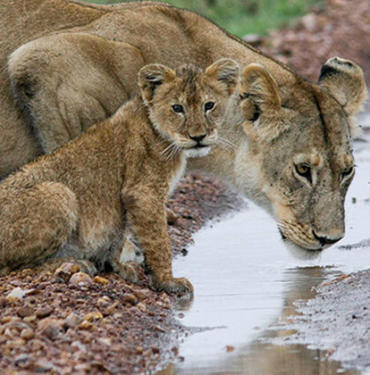 Tunceli’de, zehirli ‘Wagner kaya engereği’ bulundu!