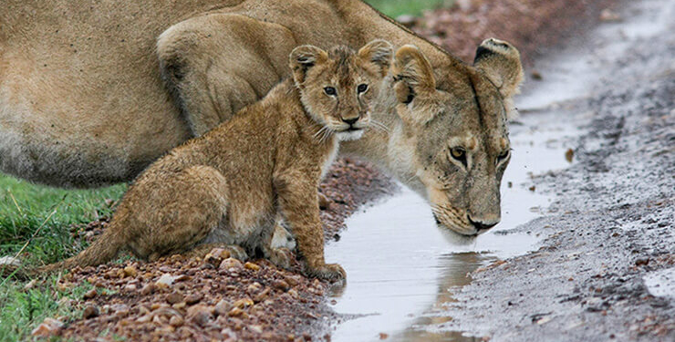Tunceli’de, zehirli ‘Wagner kaya engereği’ bulundu!